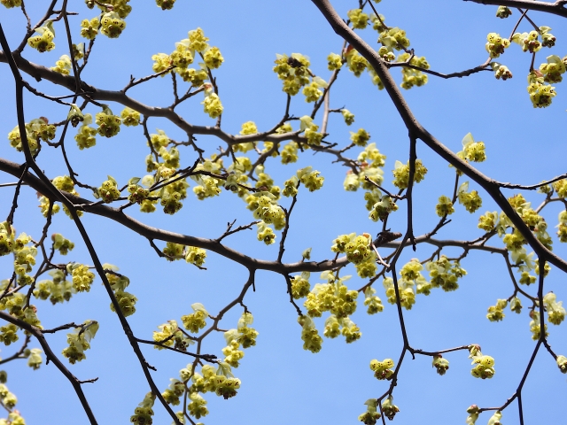 木の治療について