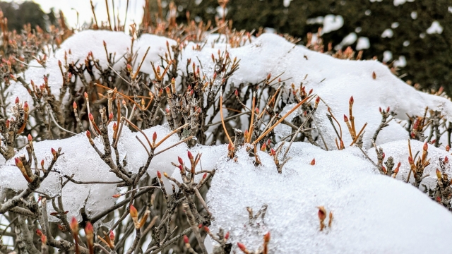 毎年冬に庭木の剪定は欠かさない