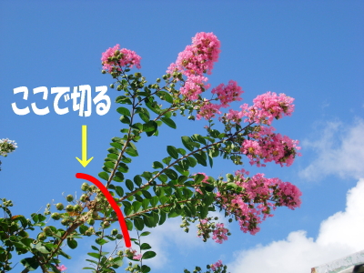 サルスベリの花を咲かせる剪定 ｜ 庭木の剪定専門サイト