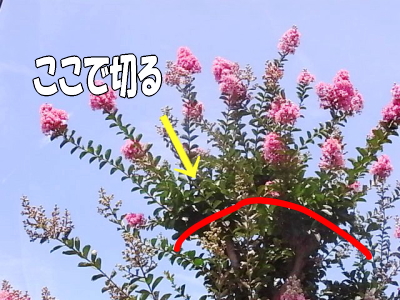 サルスベリの花を咲かせる剪定 庭木の剪定専門サイト