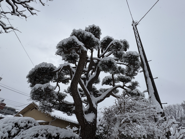 冬の樹木を楽しむ