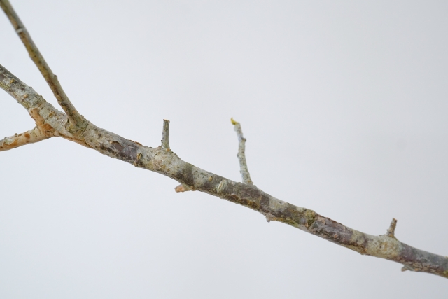 剪定の意味あるの？