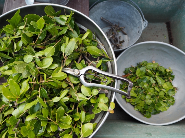 植木の剪定時、非常に困ること