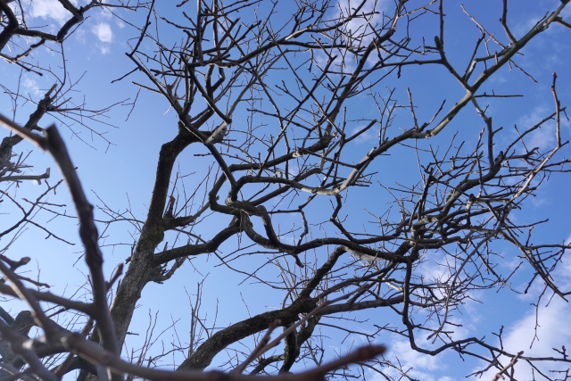 落葉樹の剪定は春になる前に済ませる
