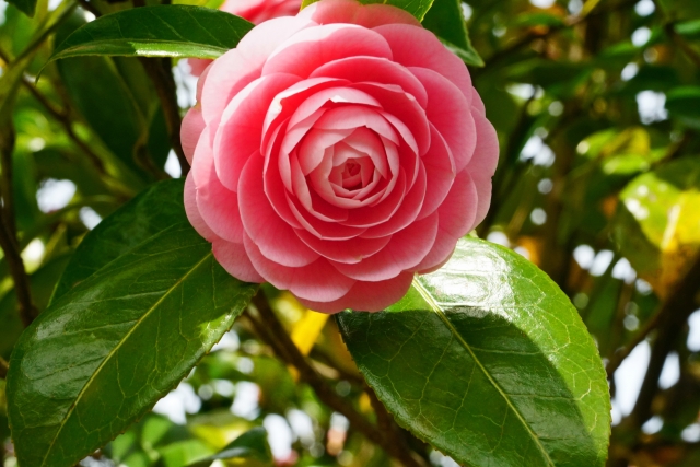 植木の剪定で人気の木