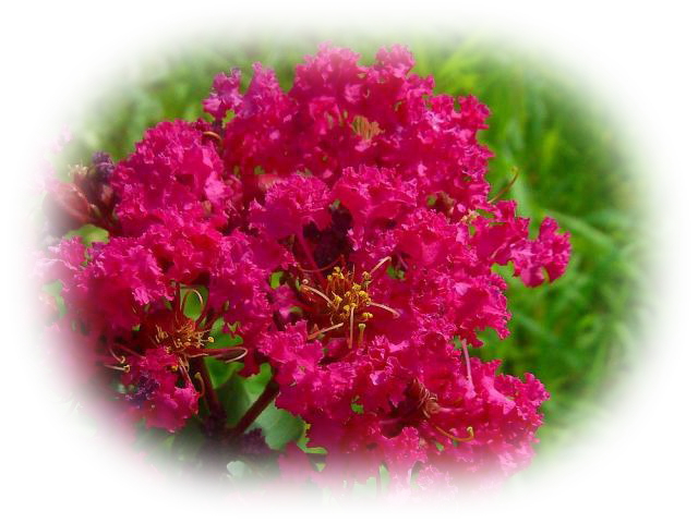 サルスベリ 百日紅 の花の色の種類 庭木の剪定専門サイト