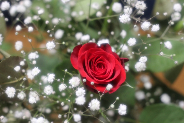 バラの剪定方法と剪定時期｜「年2回の剪定」で花を2倍楽しむガイド