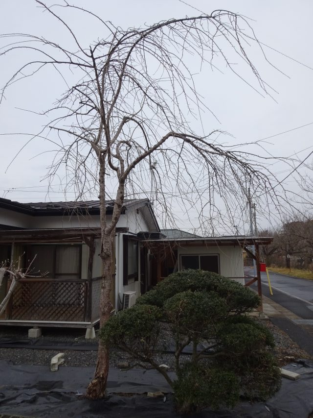 1.16シダレザクラ