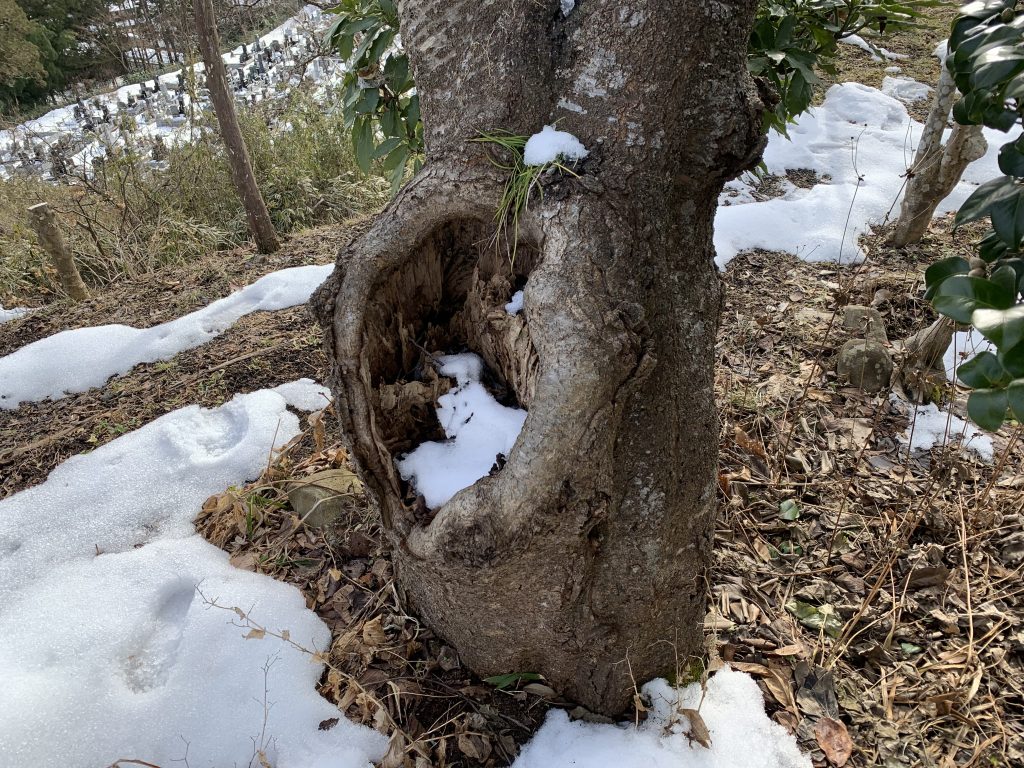 強剪定をすると木は枯れるの？枝のどこをいつ切ればよいのか