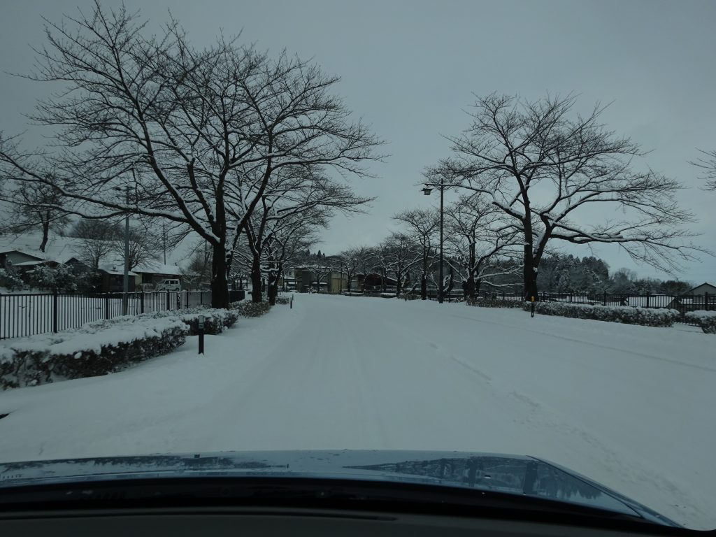 街路樹は針葉樹広葉樹常緑樹どれが適しているか？