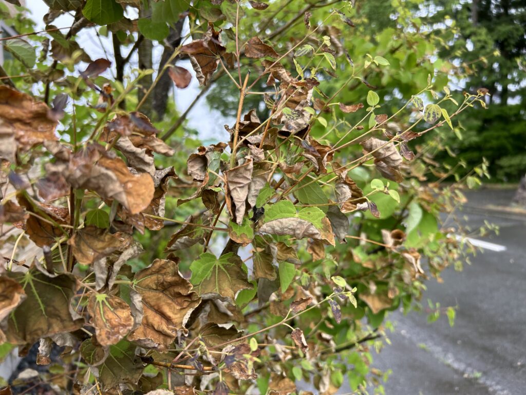 剪定の「時期」を間違えるとどうなる？