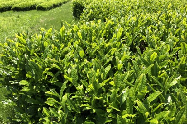 お茶の木の剪定時期と剪定方法