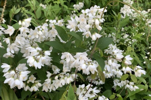 ウツギ（空木）の花を咲かせる剪定時期と剪定方法