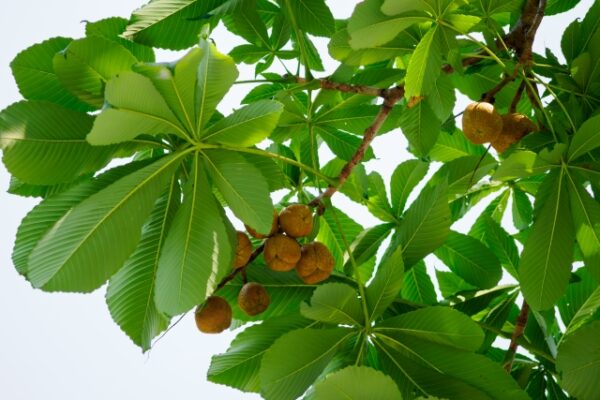 トチノキの剪定時期と剪定方法