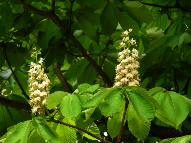 大きくて白いトチノキ花
