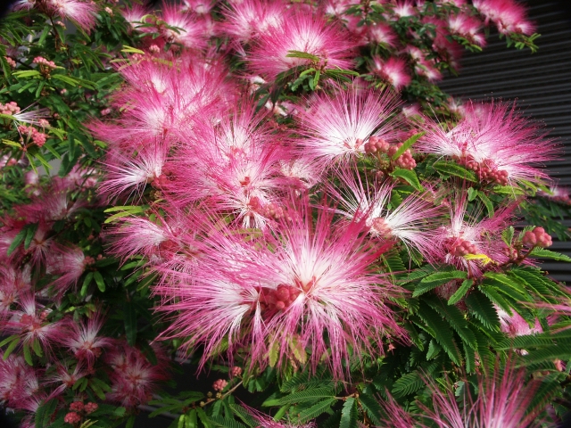 ネムノキのピンク色の花