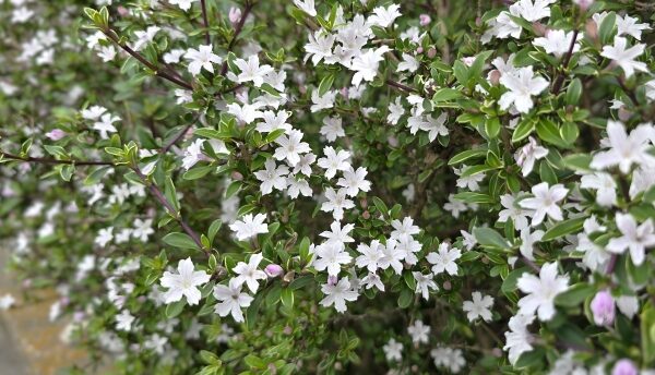 ハクチョウゲの花を咲かせる剪定時期と剪定方法