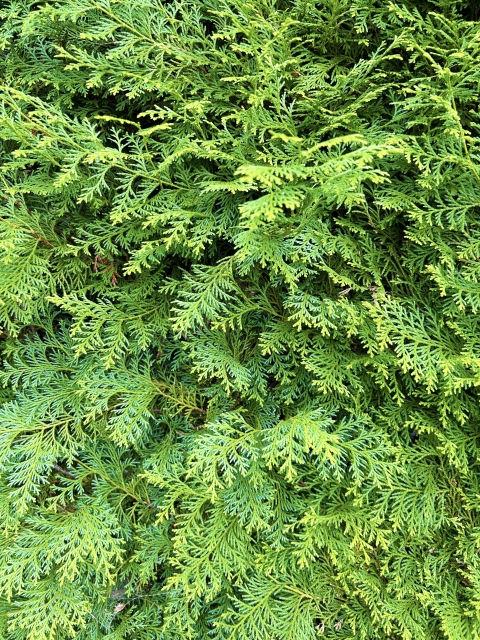 ヒバの葉