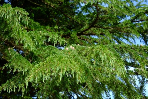 ヒマラヤスギの剪定時期と剪定方法