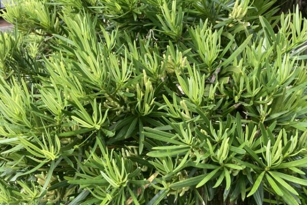 マキの木の剪定時期と剪定方法