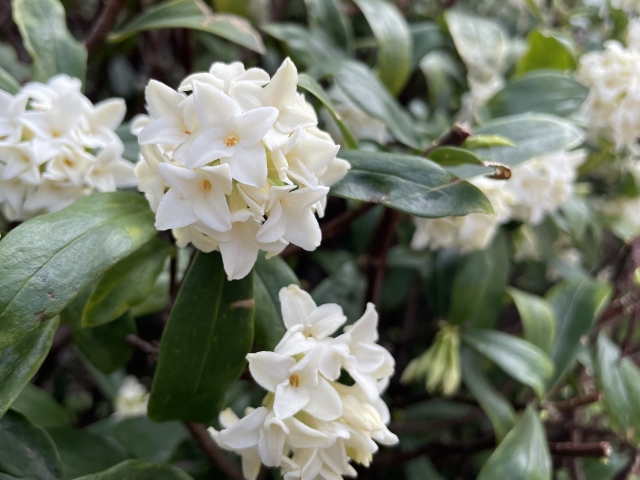 沈丁花の白い花